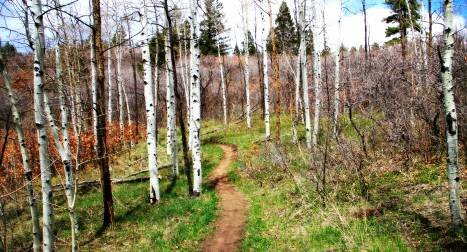 Indian Creek Single-Track
